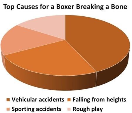 chart-Reasons-For-Boxer-Dog-Breaking-Bone